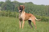 DOGUE ALLEMAND 511